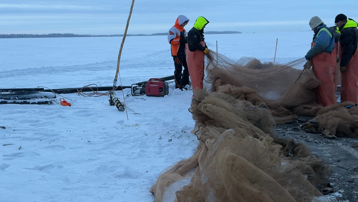 Fiskare drar nät på isen i Finland, färsk fisk direkt från sjön
